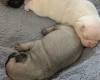 Frug