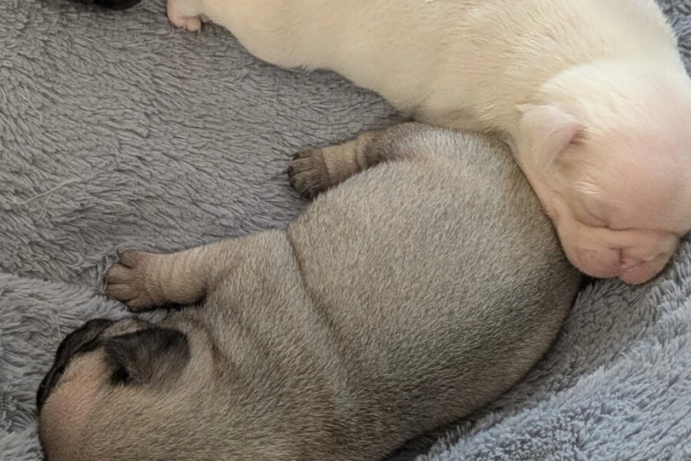 Frug