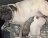 Frug