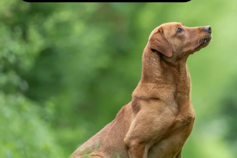 Labrador Retriever