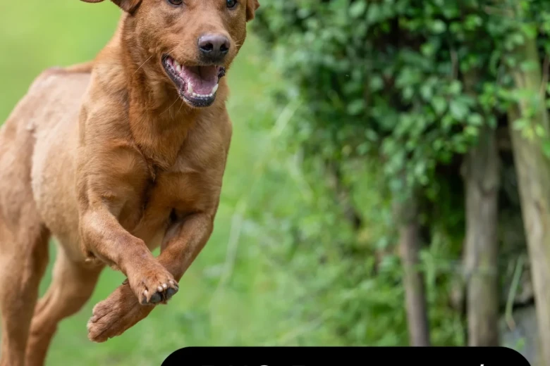 Labrador Retriever