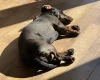 Dachshund (Wire Haired)
