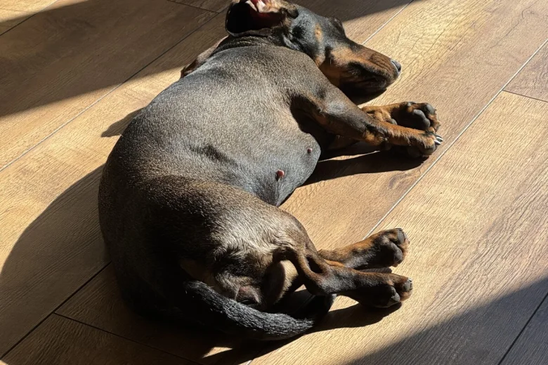 Dachshund (Wire Haired)