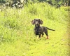 Dachshund (Wire Haired)