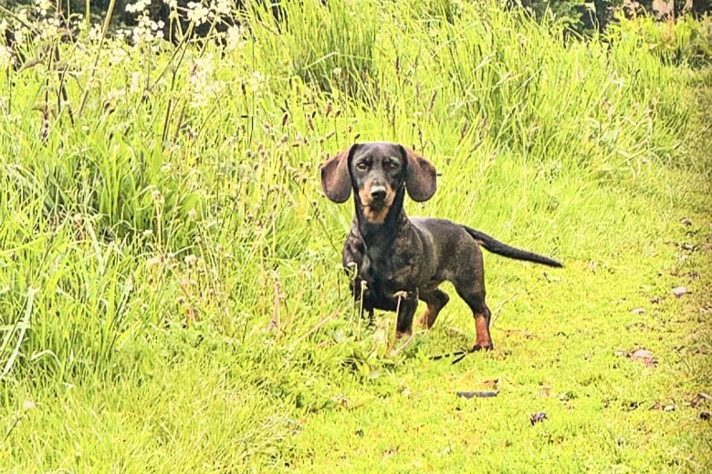 Dachshund (Wire Haired)