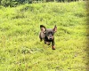 Dachshund (Wire Haired)