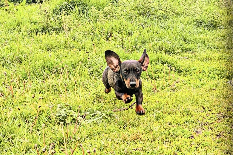 Dachshund (Wire Haired)