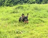 Dachshund (Wire Haired)