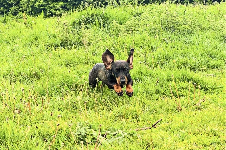 Dachshund (Wire Haired)
