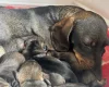 Dachshund (Wire Haired)