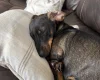 Dachshund (Wire Haired)