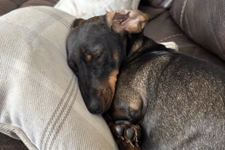 Dachshund (Wire Haired)