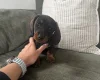 Dachshund (Wire Haired)