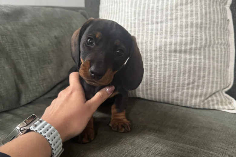 Dachshund (Wire Haired)