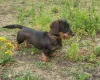 Dachshund (Wire Haired)