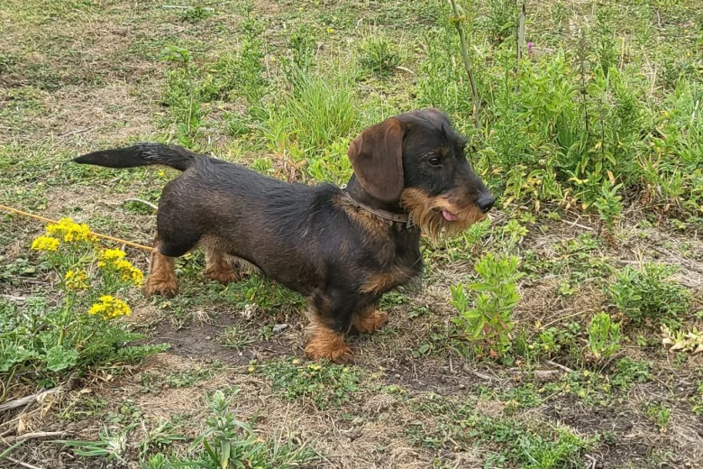 Dachshund (Wire Haired)