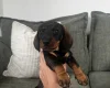 Dachshund (Wire Haired)