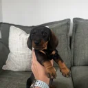 Dachshund (Wire Haired)