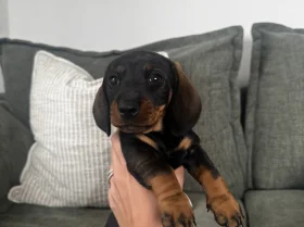Dachshund (Wire Haired)