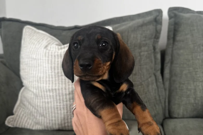 Dachshund (Wire Haired)
