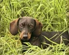 Dachshund (Wire Haired)