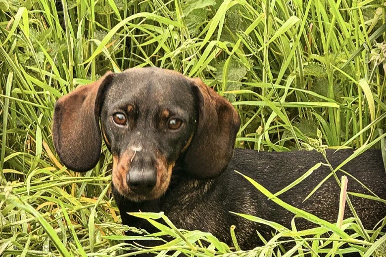 Dachshund (Wire Haired)