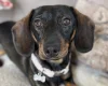 Dachshund (Wire Haired)