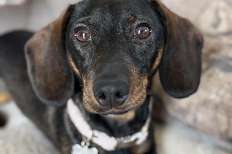 Dachshund (Wire Haired)