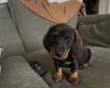 Dachshund (Wire Haired)