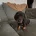 Dachshund (Wire Haired)