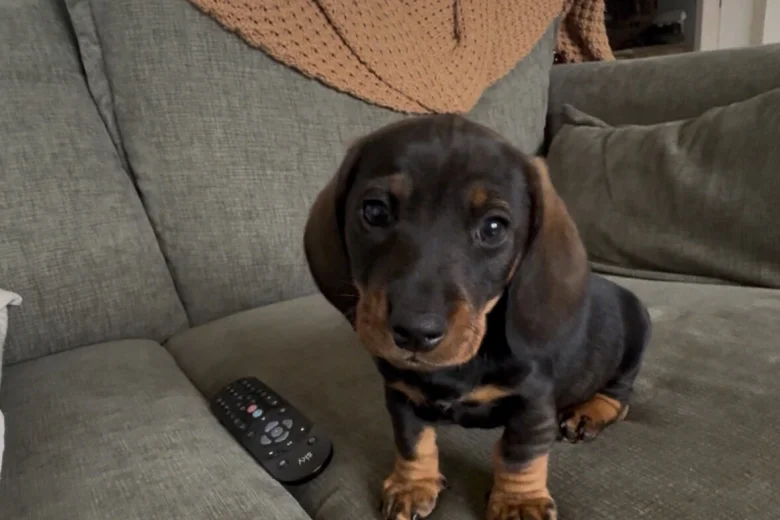 Dachshund (Wire Haired)