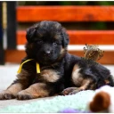 German Shepherd (Alsatian)