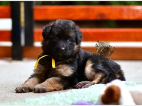 German Shepherd (Alsatian)