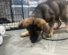 German Shepherd (Alsatian)