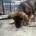 German Shepherd (Alsatian)