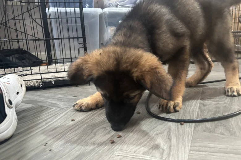 German Shepherd (Alsatian)