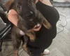 German Shepherd (Alsatian)