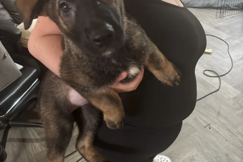 German Shepherd (Alsatian)