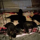 German Shepherd (Alsatian)