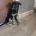 German Shepherd (Alsatian)