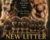 German Shepherd (Alsatian)