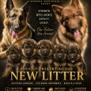 German Shepherd (Alsatian)