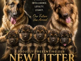 German Shepherd (Alsatian)