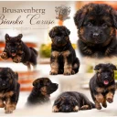 German Shepherd (Alsatian)