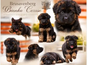 German Shepherd (Alsatian)