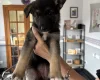 German Shepherd (Alsatian)