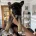 German Shepherd (Alsatian)