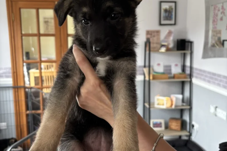 German Shepherd (Alsatian)