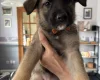 German Shepherd (Alsatian)