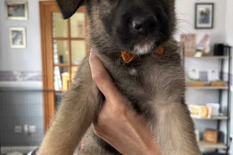German Shepherd (Alsatian)